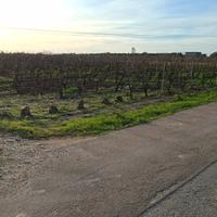 Terreno agricolo