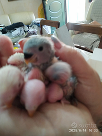 Puli di inseparabili