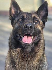 Allevamento ufficiale E.N.C.I CUCCIOLI MALINOIS