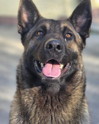 Allevamento ufficiale E.N.C.I CUCCIOLI MALINOIS