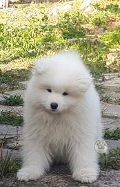 Samoiedo cuccioli