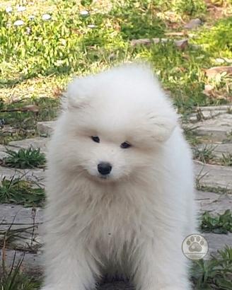 Samoiedo cuccioli