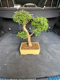 Bonsai Mirto