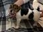 Immagine 4