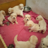 Golden Retriever angloamericani con pedigree ENCI