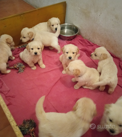 Golden Retriever angloamericani con pedigree ENCI