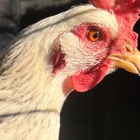 Gallina razza Sussex