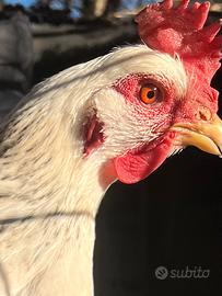 Gallina razza Sussex