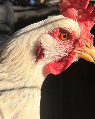 Gallina razza Sussex