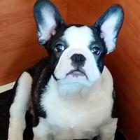 Bouledogue francese