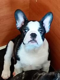 Bouledogue francese