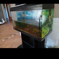 acquario 