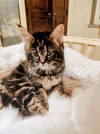 Gattina a pelo lungo
