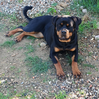 Cucciola di 11 mesi rottweiler