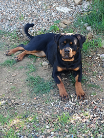 Cucciola di 11 mesi rottweiler