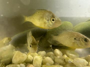 Persico sole e tilapie