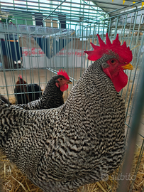 Coppia di giovani Amrock