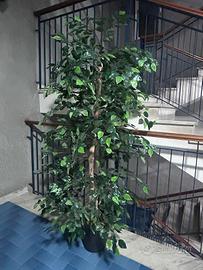 ficus benjamin