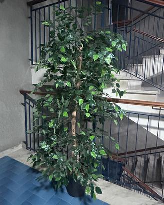 ficus benjamin