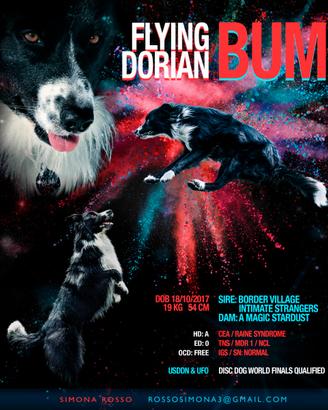 Monta Border Collie