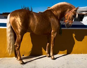Cavallo Andaluso