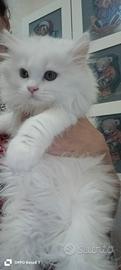 Vendita gatti