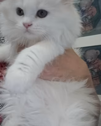 Vendita gatti