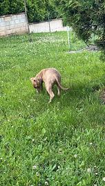 Pitt bull