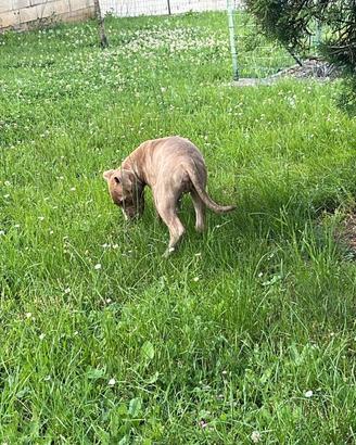 Pitt bull