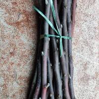 Rametti ecologici in legno per roditori