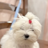 Maltese coreano con mamma pedigree
