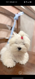 Maltese coreano con mamma pedigree