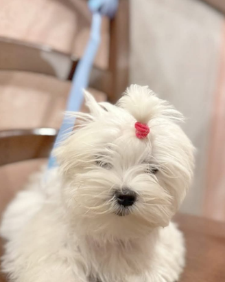 Maltese coreano con mamma pedigree