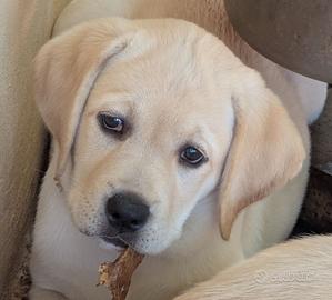 Labrador, cuccioli da allevamento