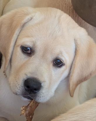 Labrador, cuccioli da allevamento