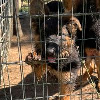 Cucciola pastore tedesco pelo lungo