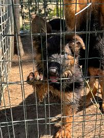 Cucciola pastore tedesco pelo lungo