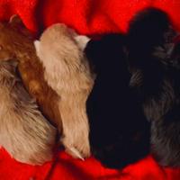 Maine coon