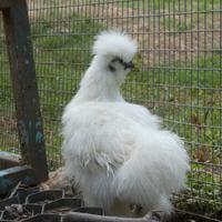 Gallina moroseta