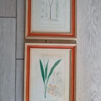 Set di 2 stampe botaniche d'epoca, con cornici