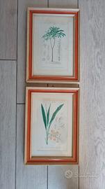 Set di 2 stampe botaniche d'epoca, con cornici
