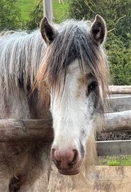 Puledra Irish Cob - Gypsy Vanner