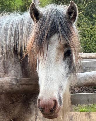 Puledra Irish Cob - Gypsy Vanner