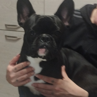 Bulldog francese
