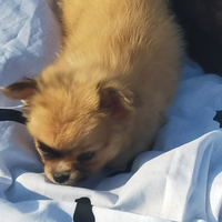 Chihuahua femmine pelo lungo