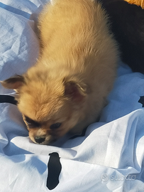 Chihuahua femmine pelo lungo