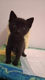 Morgan gattino 2 mesi