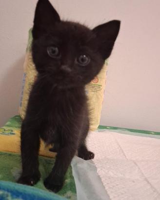 Morgan gattino 2 mesi