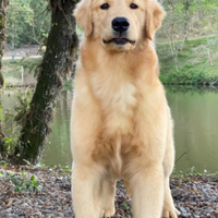 Cuccioli di Golden retriever Americani