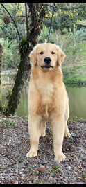 Cuccioli di Golden retriever Americani